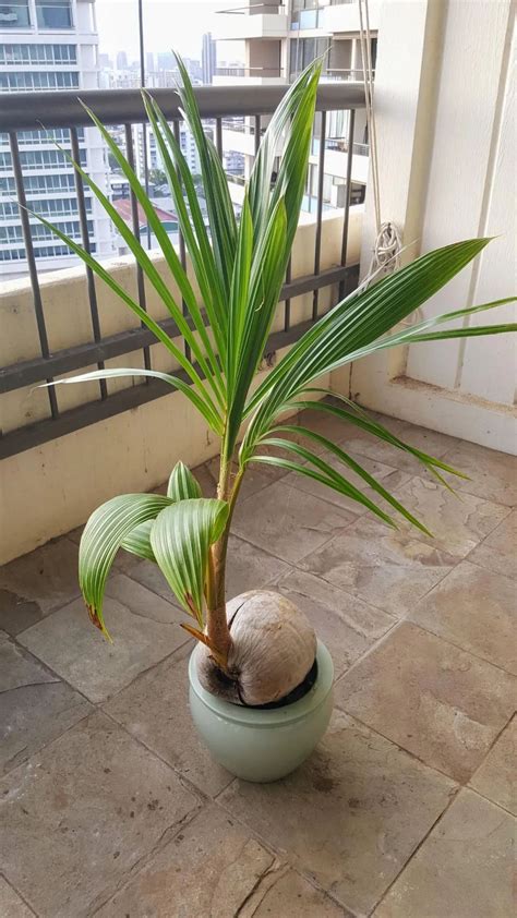椰子树盆栽 美痣 惡痣